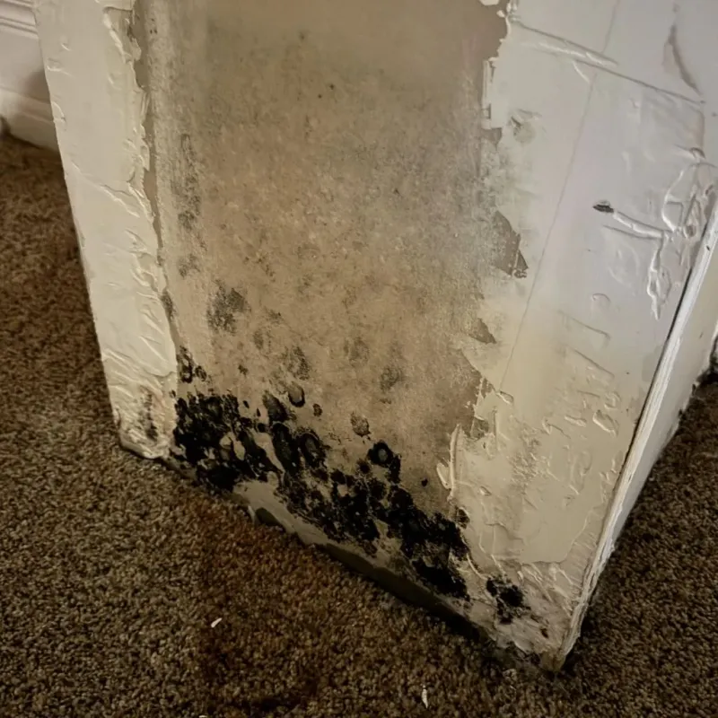 Professional Mold Removal in Antlers, OK